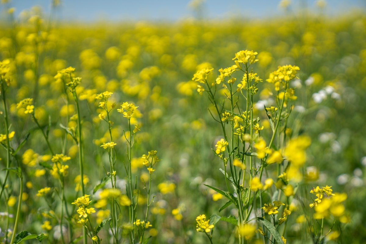 Black Mustard; Image RawPixel/Free