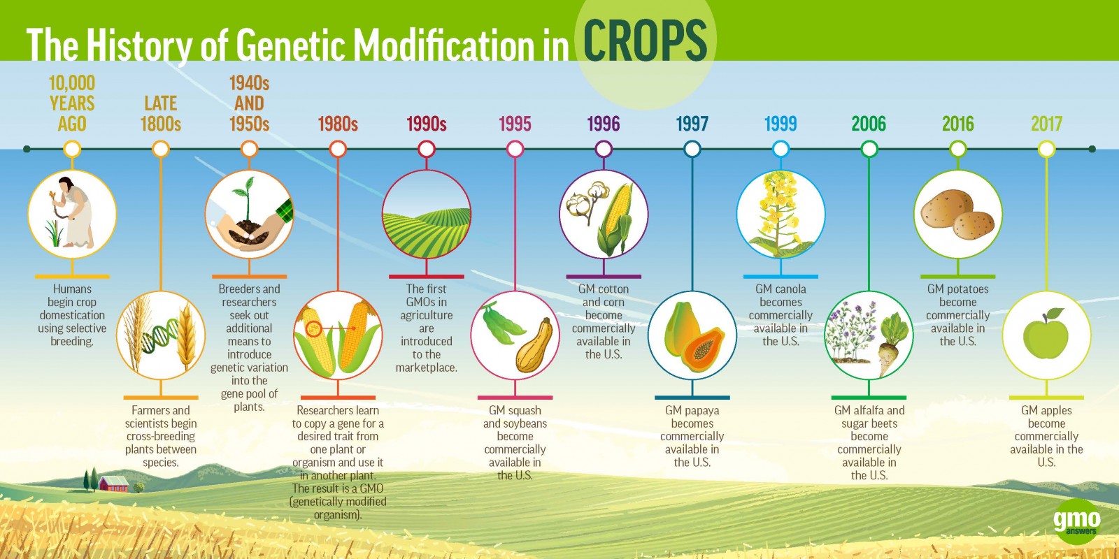 Click on image to expand; Image credit GMO Answers
